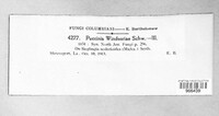 Puccinia windsoriae image
